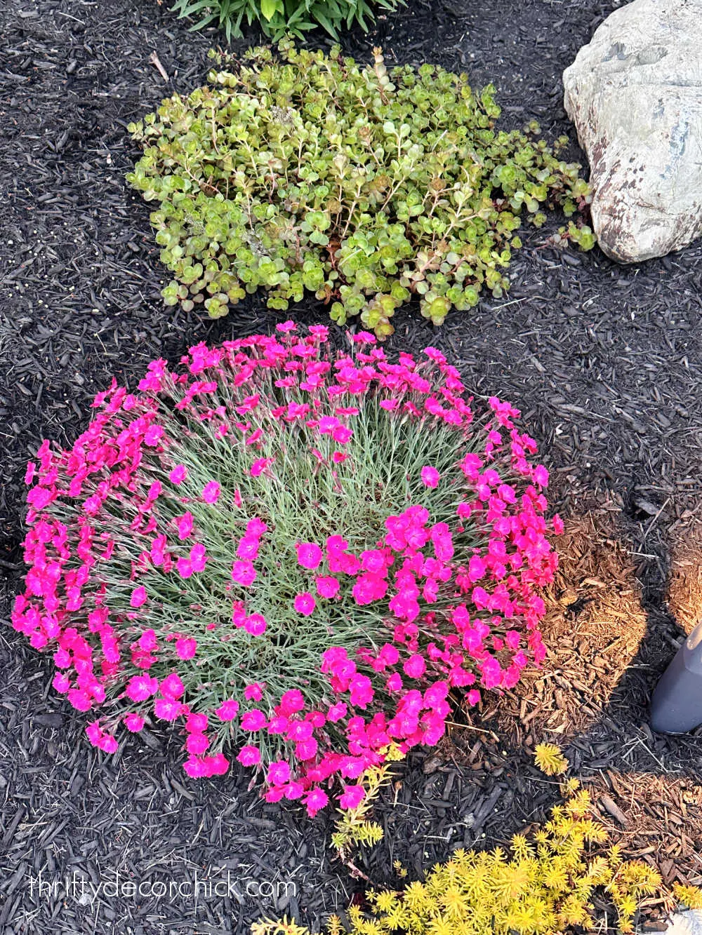 bright pink dianthus spreading plant